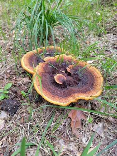 European Dyer's Polypore