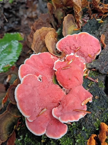 Coral-pink Merulius