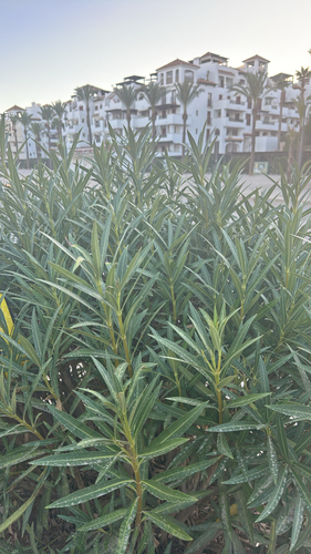 oleander
