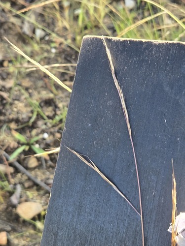 Aristida schiedeana, 2026-09-13