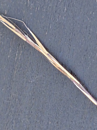 Aristida schiedeana var. orcuttiana