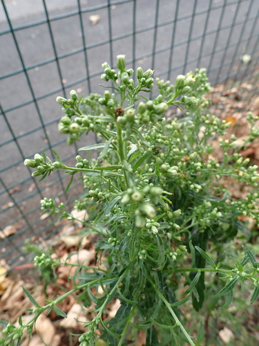 Erigeron floribundus, photograph 6