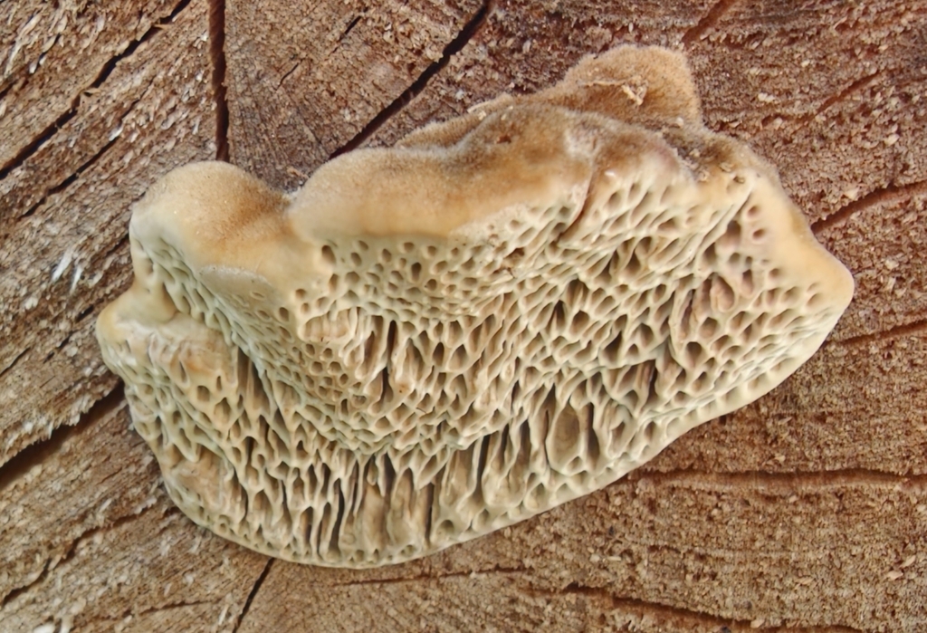 Brownflesh Bracket · September 2026 · photo: Photo: no rights reserved · iNaturalist