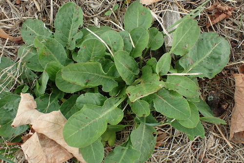 Rumex pulcher
