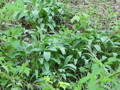 Allium microdictyon