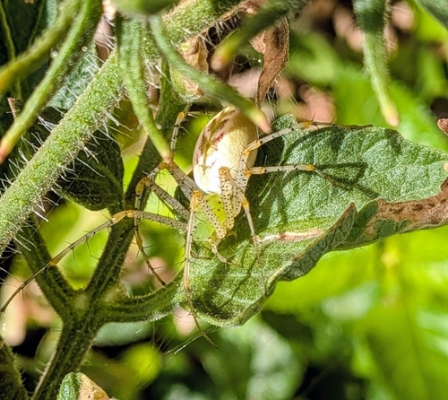 Green Lynx Spider
