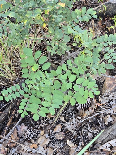 Robinia neomexicana, photograph 3