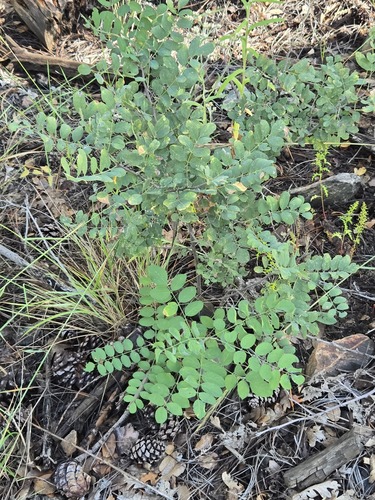 Robinia neomexicana, photograph 4