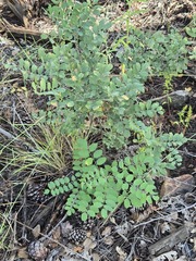 Robinia neomexicana, photograph (c) Jo Roberts, some rights reserved (CC BY)