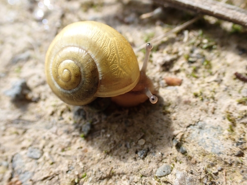 Cepaea