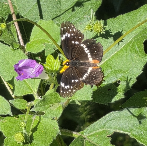 Bordered Patch