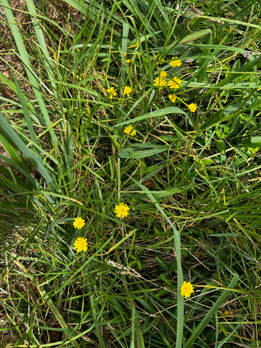 Hypochaeris radicata observed 2026-08-29