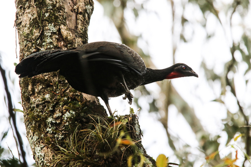 Dusky-legged Guan