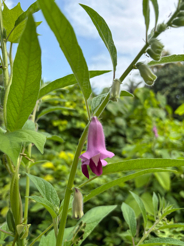 Sesamum indicum malabaricum