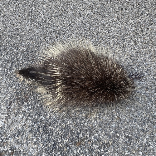 North American Porcupine