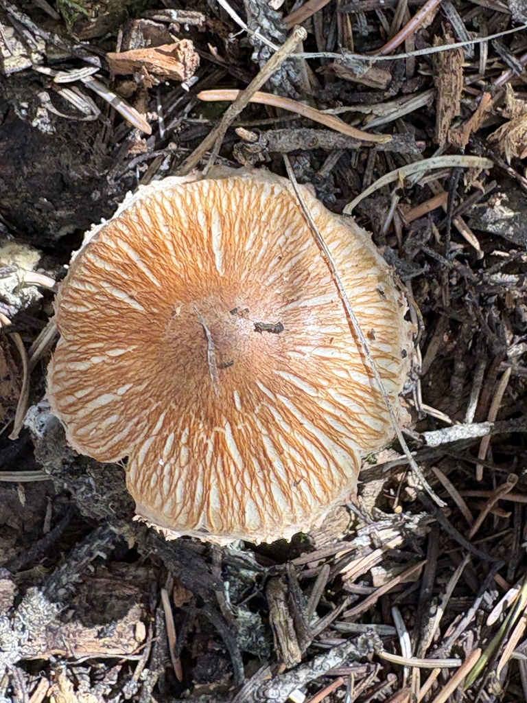 russet scaly tricholoma · September 2026 · photo: Photo: (c) ewasiukb, some rights reserved (CC BY) · iNaturalist