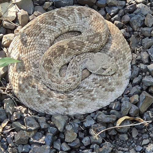 Western Diamond-backed Rattlesnake