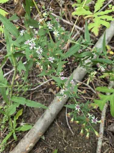 calico aster