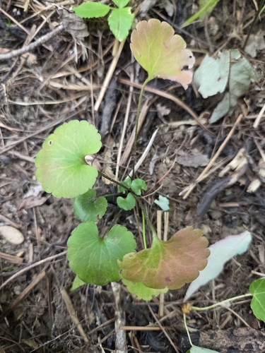small-flowered buttercup