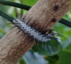 Heliconius charithonia