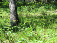 Lomatium californicum