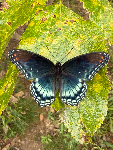 Red-spotted Admiral