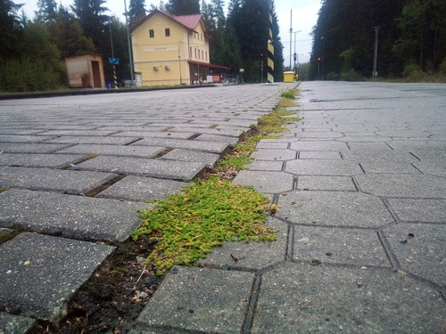 Smooth Rupturewort