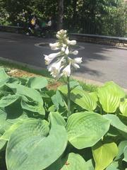 Hosta plantaginea