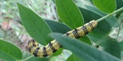 Phoebis philea