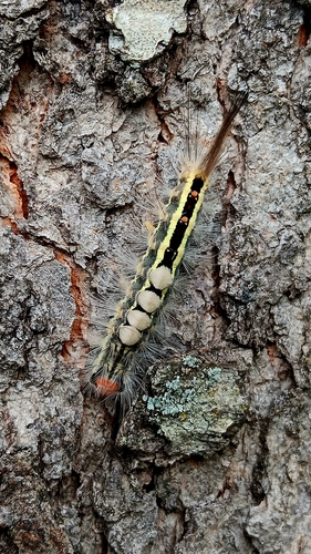 White-marked Tussock Moth