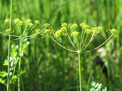 Lomatium californicum