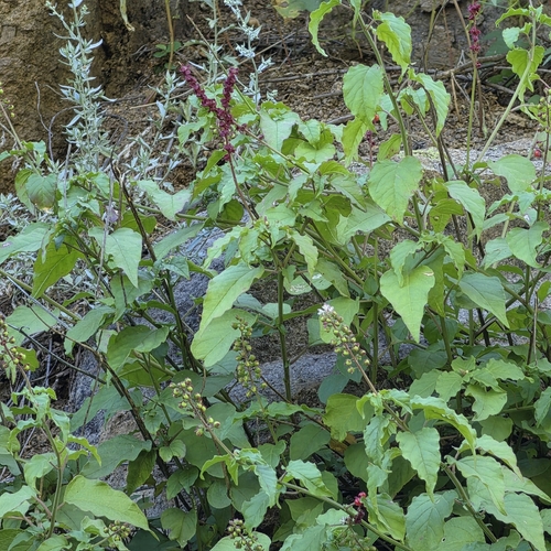 pigeonberry