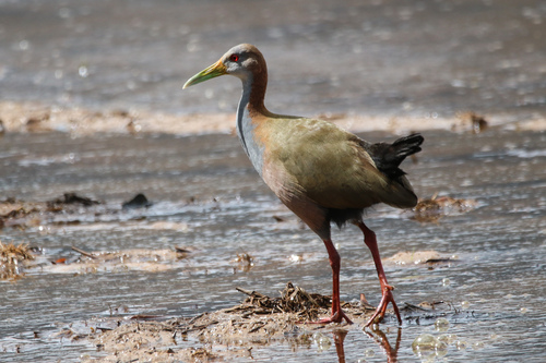 Giant Wood-Rail