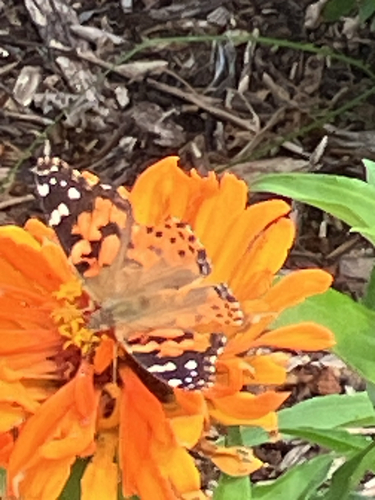 Painted Lady