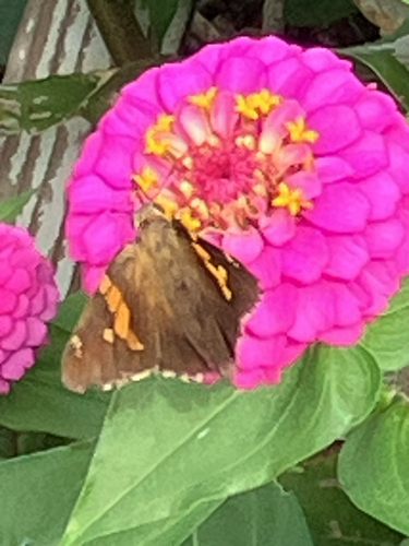 Silver-spotted Skipper