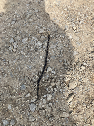 Prairie Kingsnake