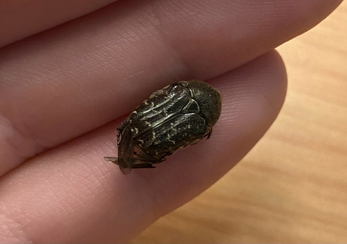 Dark Flower Scarab