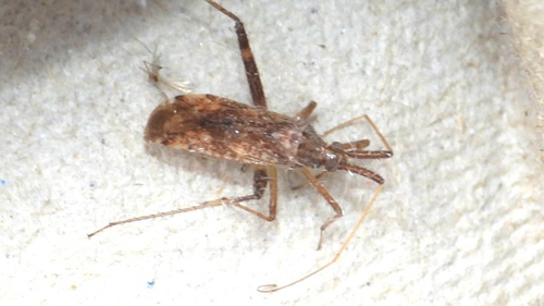 Phytocoris pallidicornis