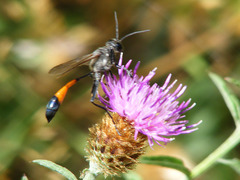 Ammophila sabulosa