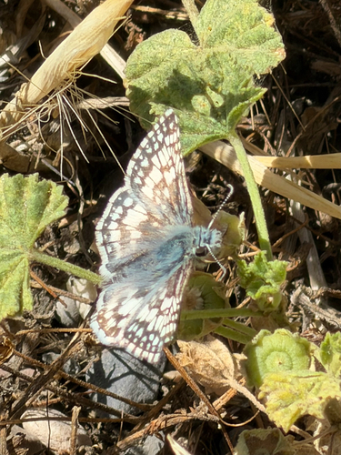 Common Checkered-Skipper