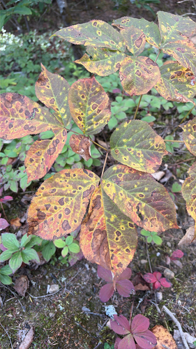 wild sarsaparilla