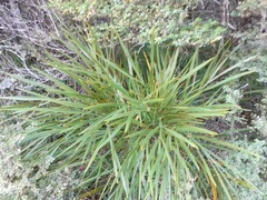 Aciphylla horrida