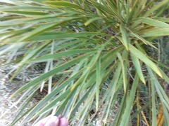 Aciphylla horrida
