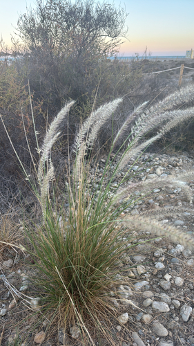Fountain Grass