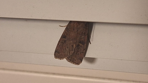Square-spot Rustic