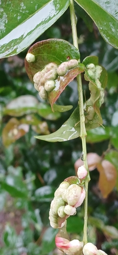 Eugeniamyia dispar