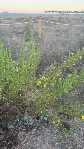 false yellowhead