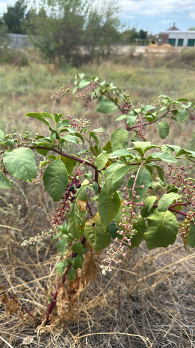 American pokeweed