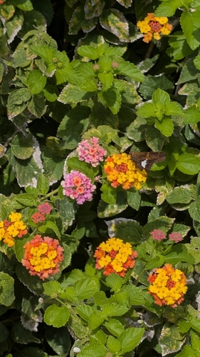 Silver-spotted Skipper