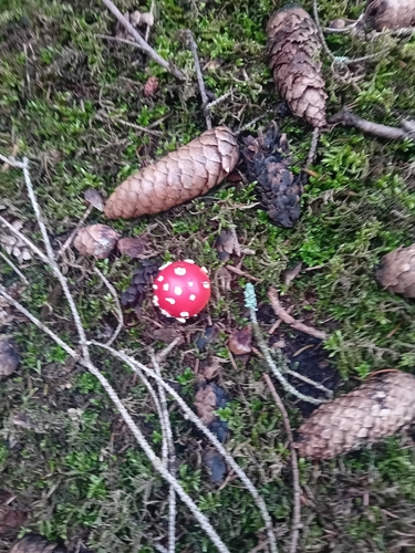 Fly Agaric